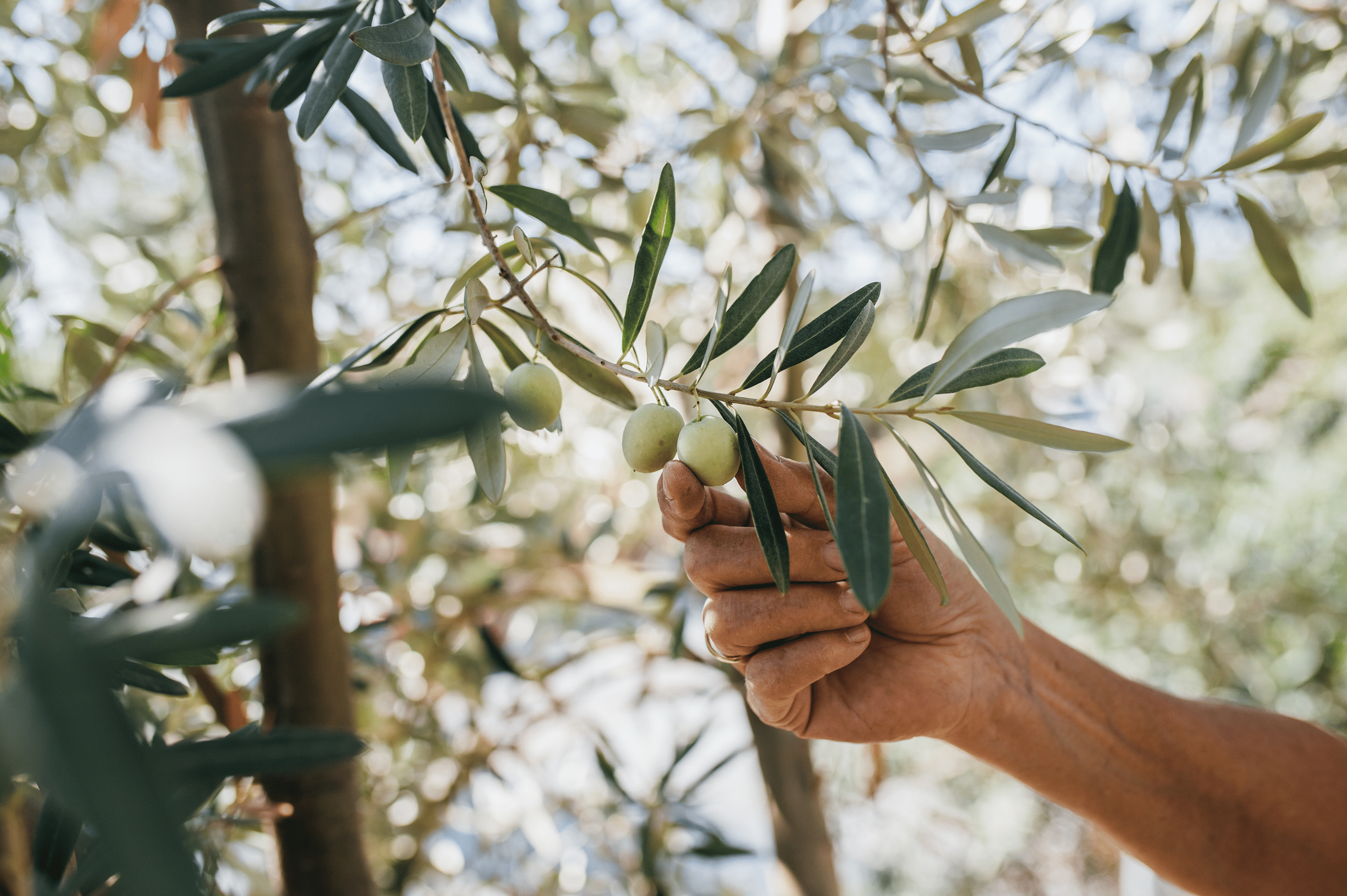 6 Tipps für den Kauf von hochwertigem Olivenöl – So erkennen Sie Qualität - Cellavent Healthcare