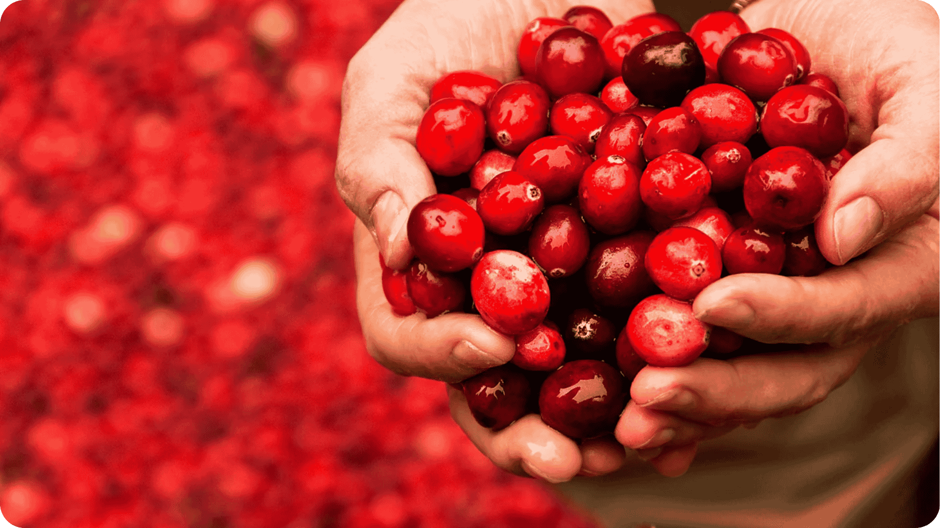 Cranberry - Die vielseitige Beere für Gesundheit und Wohlbefinden - Cellavent Healthcare