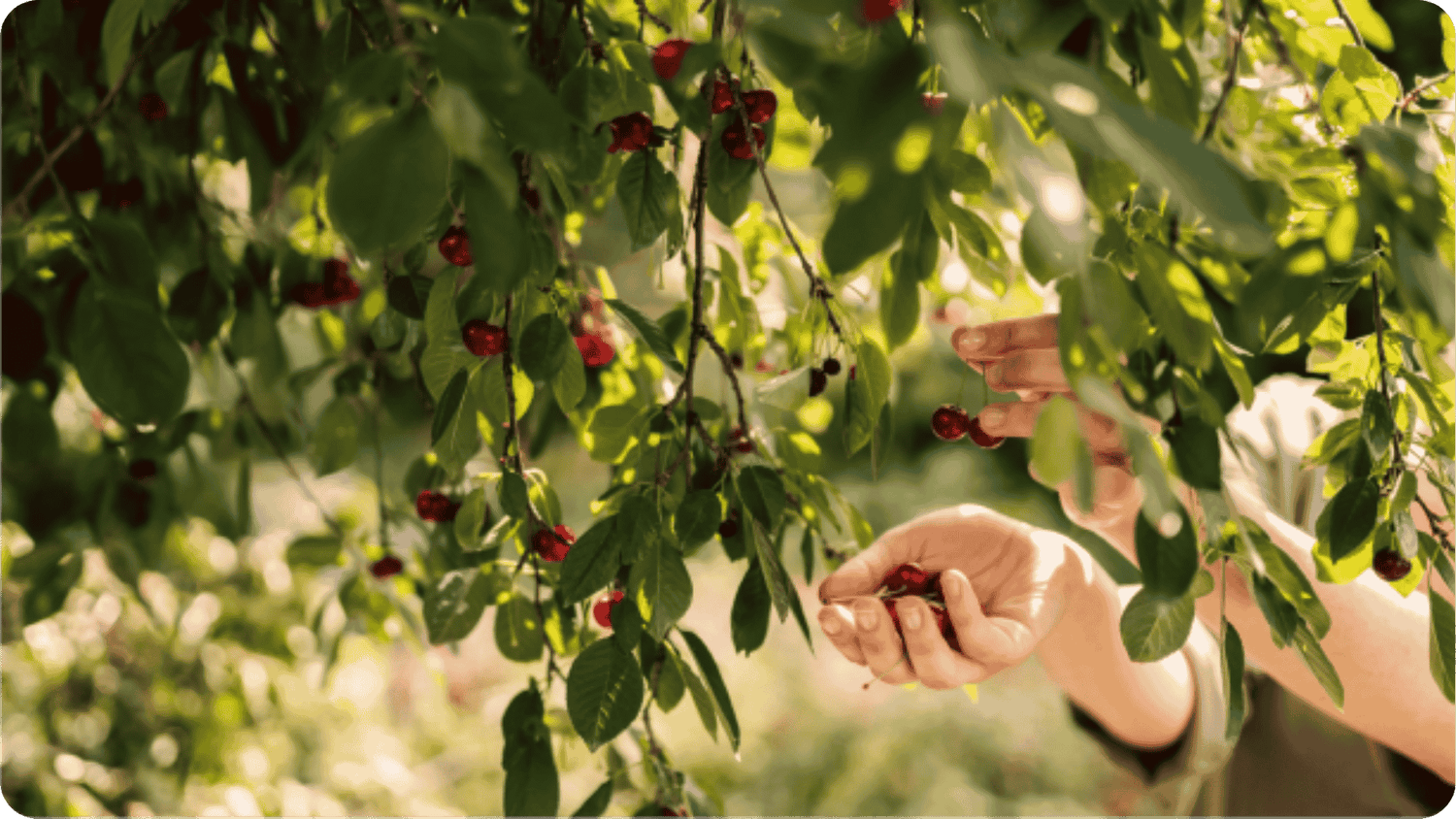 Gicht natürlich lindern: So kannst du Harnsäure senken - Cellavent Healthcare