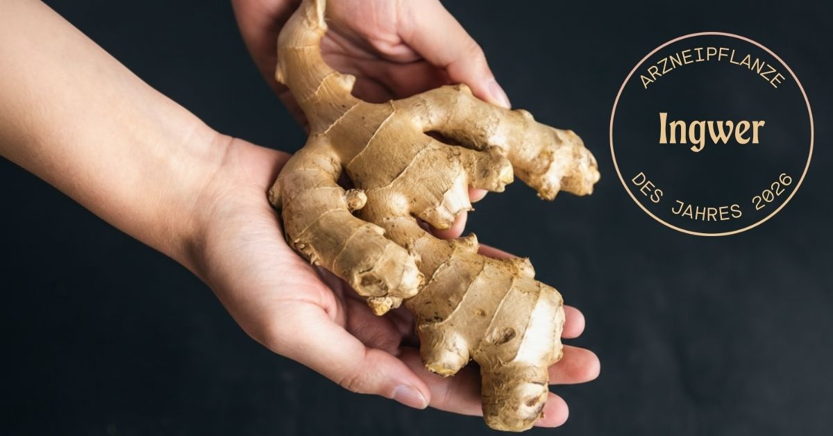 Frische Ingwerwurzel in den Händen: Ingwer als Arzneipflanze des Jahres 2026