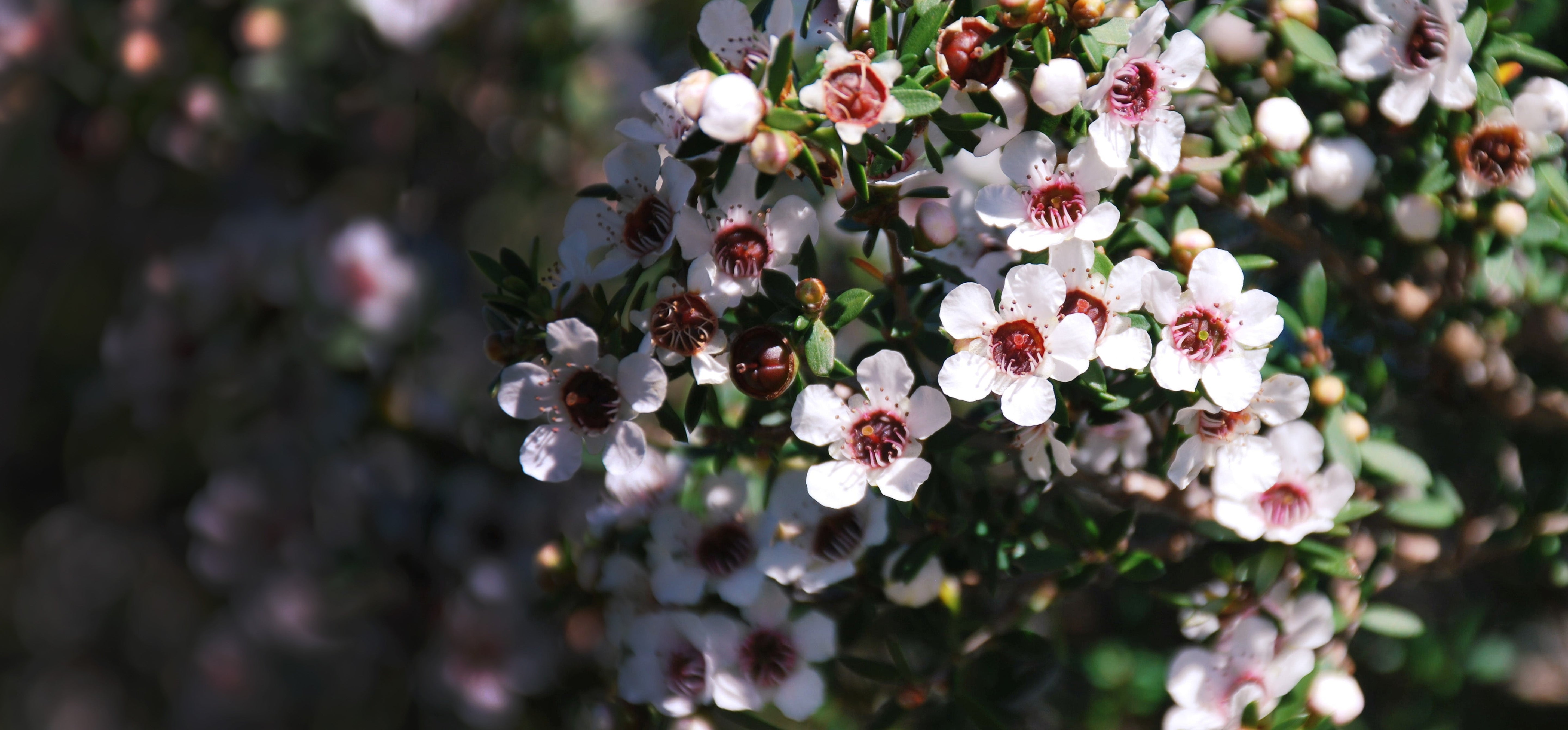Ist Manuka Honig für Kinder geeignet? - Cellavent Healthcare