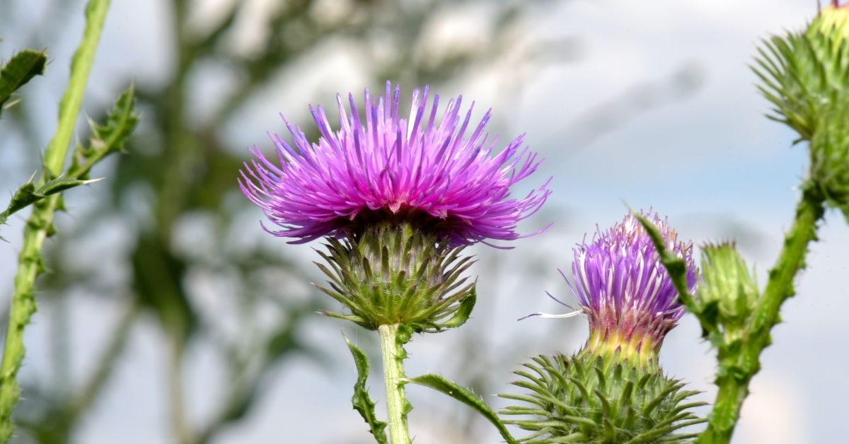 Nahaufnahme einer blühenden Mariendistel mit violetten Blüten und stacheligen grünen Blättern