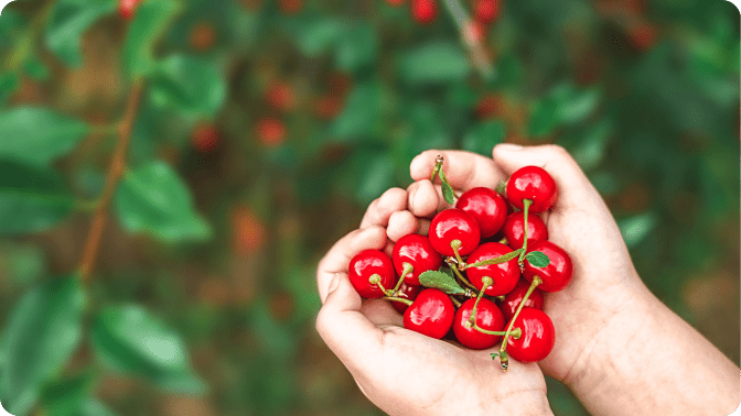 Montmorency Sauerkirschen: Natürliche Unterstützung bei Gicht? - Cellavent Healthcare
