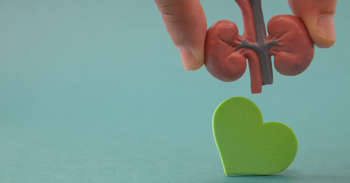 Symbolische Darstellung der Nieren und Herzgesundheit, Rote Bete kann über Stickstoffmonoxid den Blutdruck positiv beeinflussen.
