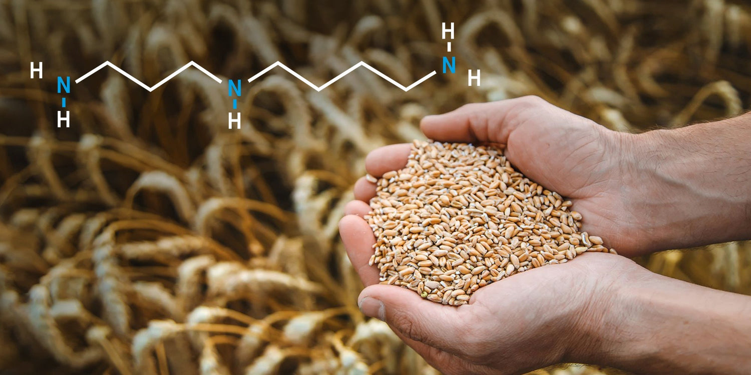 Spermidin erklärt: Lebensmittel, Wirkung und Vorteile für deine Zellgesundheit - Cellavent Healthcare