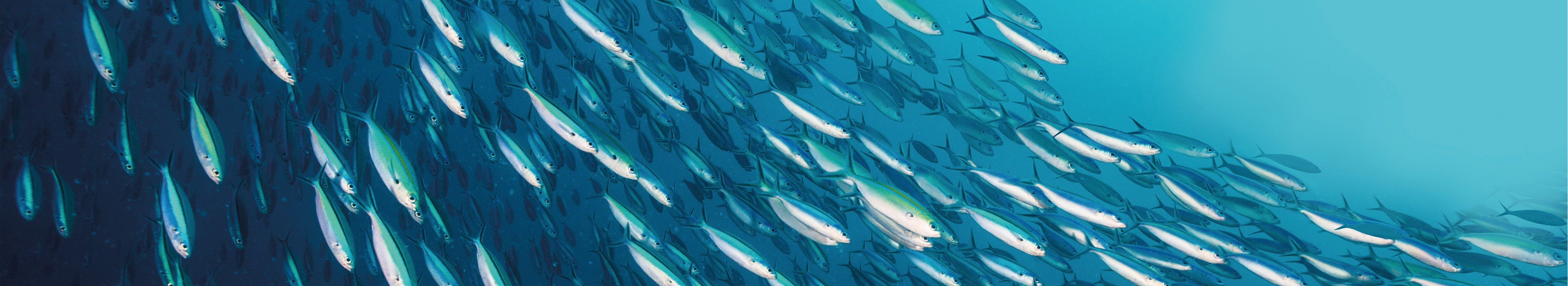 Das beste Omega-3 für die ganze Familie - Cellavent Healthcare