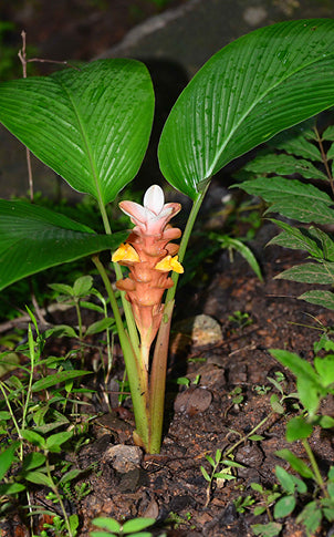 Diese Pflanze wurde in 2014 von einem naturwissenschaftlichen Mitarbeiter in Kerala, Indien geschossen. Sie blüht dort im Tropical Institute of Ecological Sciences auf dem Research Campus.