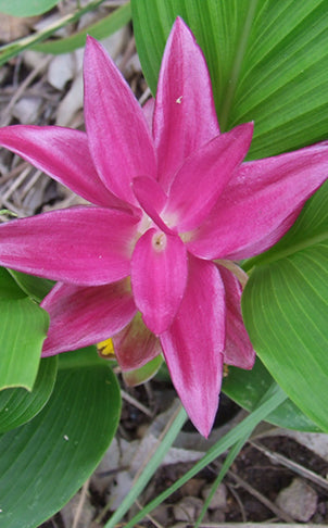 Dieses Bild wurde 2009 aufgenommen in Queensland, Australien. In dieser Region blüht diese Pflanze an vielen Stellen.