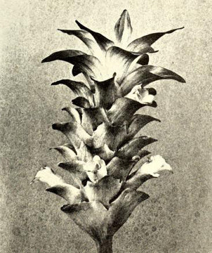 Dieses Bild stammt aus dem Buch „Jardin botanique de Buitenzorg“ von 1911. Dieses Buch beschrieb Pflanzen und Samen in diesem botanischen Garten, welcher in der niederländischen Kolonie auf Java errichtet wurde. Der Taxonom Karl Ludwig Blume kategorisierte 914 Pflanzen in diesem Garten. <a href="#quellen"><sup>38</sup></a>