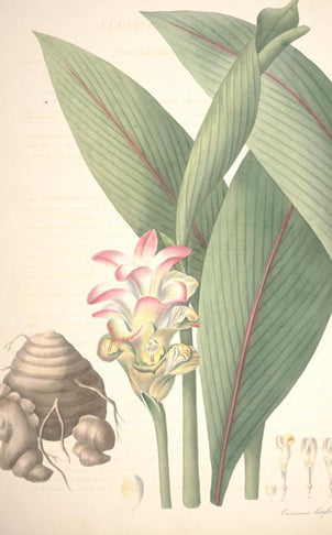 Diese von William Roscoe gemalte Kurkuma Pflanze findet man im Buch „Monandrian plants of the order Scitamineae“ (1828).
