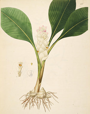 Diese Zeichnung von William Roxburgh ist Bestandteil der Sammlung „Plants of the coast of Coromandel“ von 1795. Er stellte diese Sammlung den Direktoren der East India Trading Company vor.