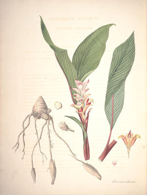 Diese Zeichnung befindet sich wie viele andere Curcuma Spezies im Buch von William Roscoe „Monandrian Plants of the order Sitamineae“ (1828). Man kann sehr gut den roten Stiel, sowie die lila Linie auf der Unterseite der Blätter erkennen.