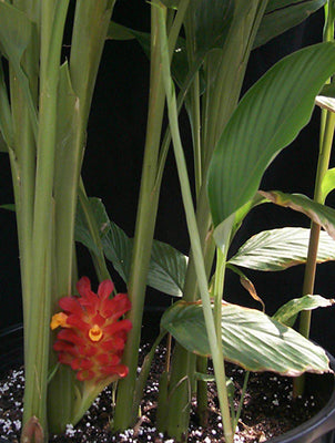 Diese Pflanze ist 1998 in Thailand fotografiert werden. Man kann erkennen, dass der Blütenstand sehr tief liegt <a href="#quellen"><sup>112</sup></a>, was besonders bei dieser Curcuma Spezies ist.