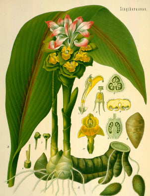 Dieses Bild aus Franz Eugen Köhler’s Medizinal-Pflanzen ist mittlerweile mehr als 100 Jahre alt, aber repräsentiert die Curcuma zedoaria immer noch sehr gut