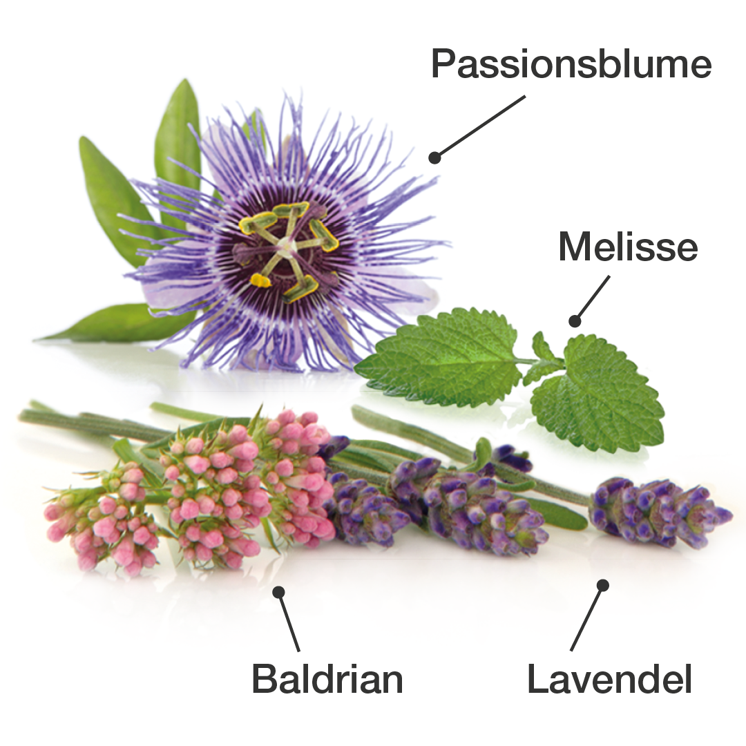 Abbildung der verwendeten Pflanzen: Passionsblume, Melisse, Baldrian, Lavendel