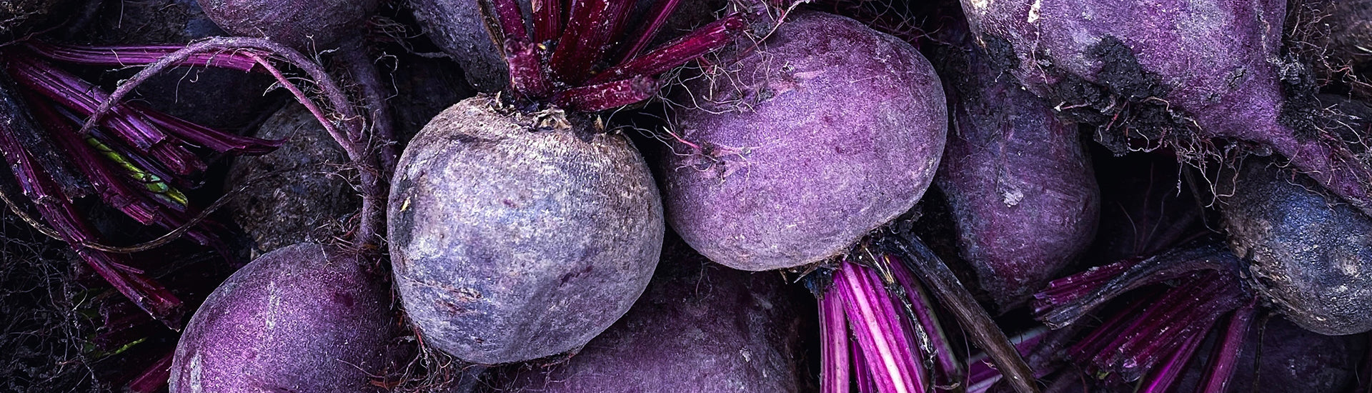 Lila Rote-Bete-Knollen in Nahaufnahme