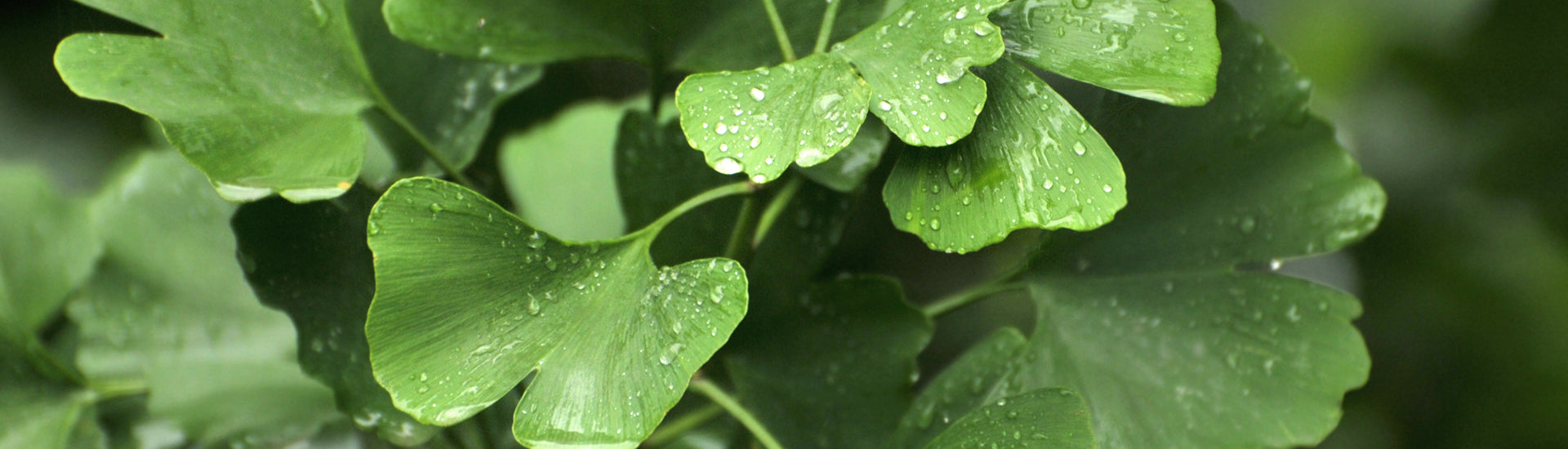 Ginko-Blätter in Nahaufnahme