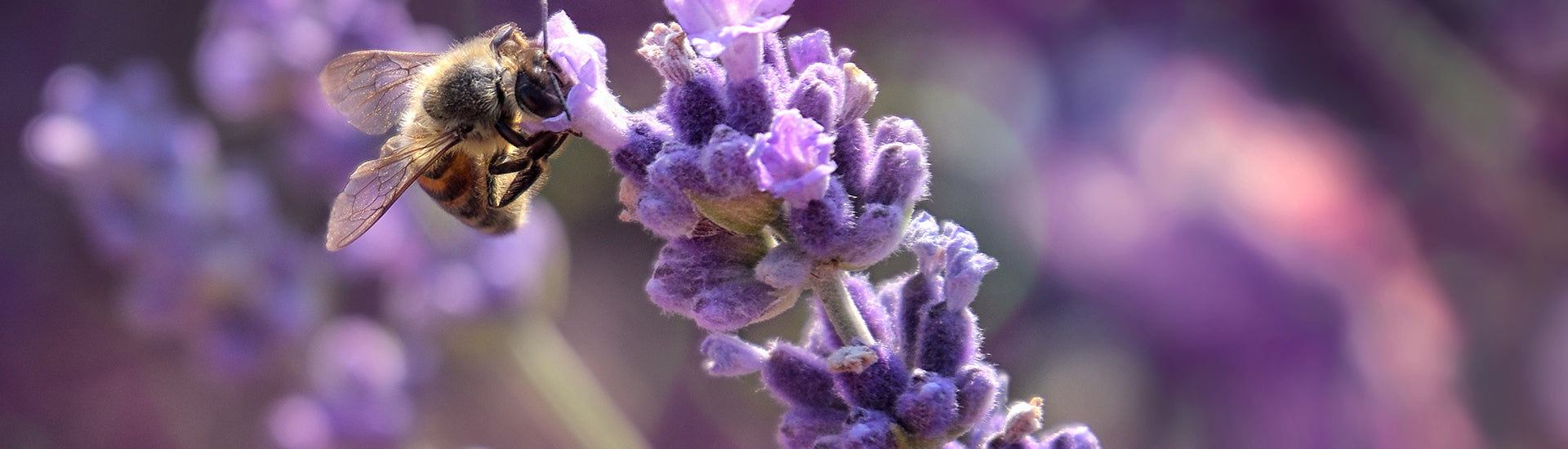 Lavendelblüte mit Biene in Nahaufnahme