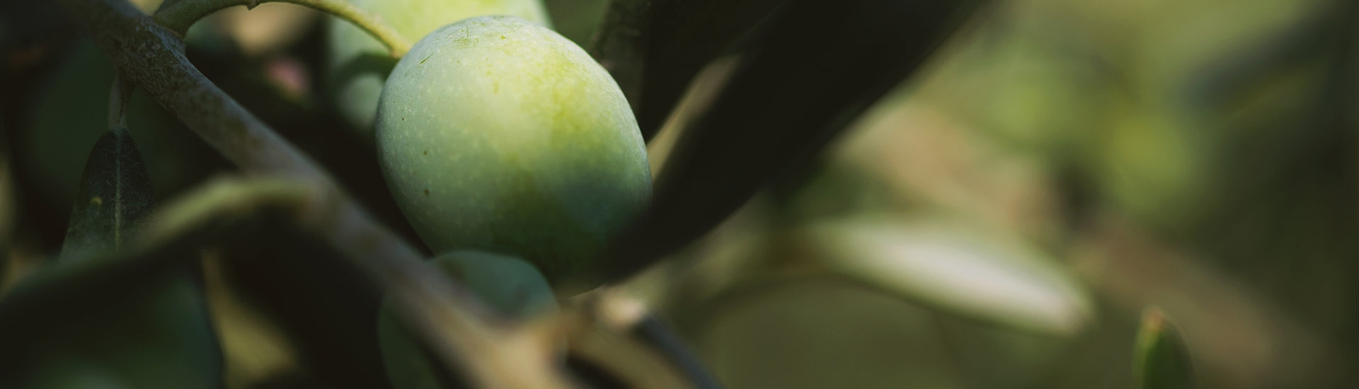 Olive auf grünem Hintergrund in Nahaufnahme