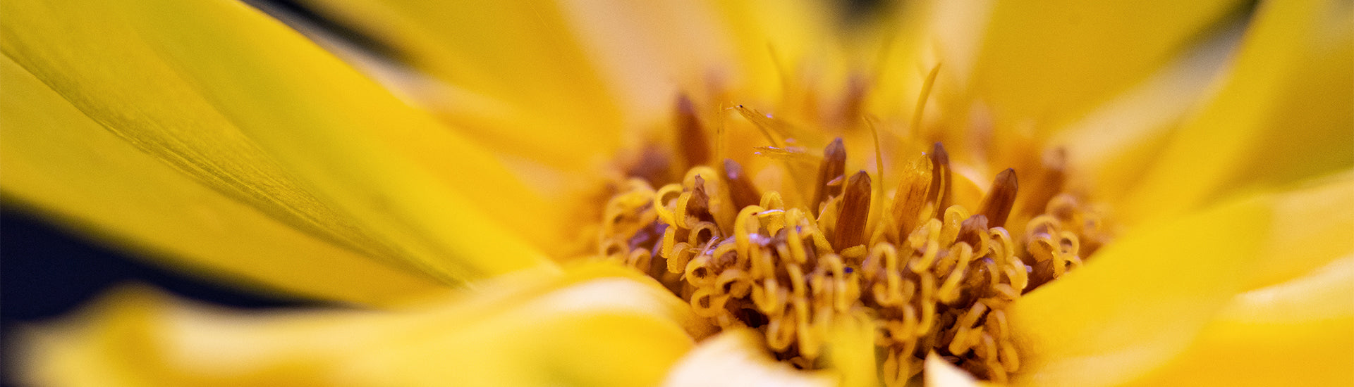 Innenleben der Ringelblume
