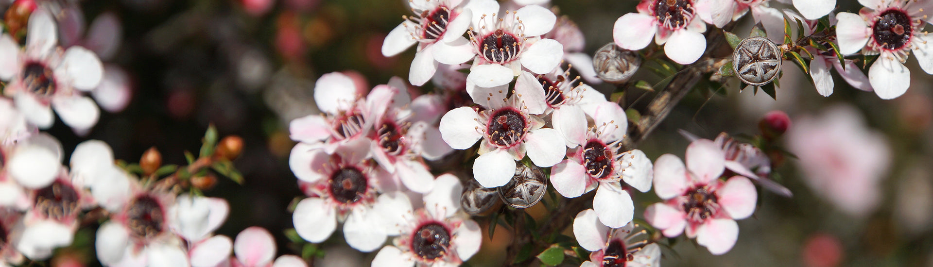 Nahaufnahme von Manukablüten der Südseemyrte