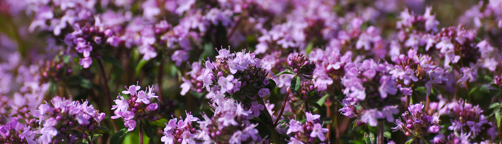 Nahaufnahme von lilafarbenen Thymianblüten