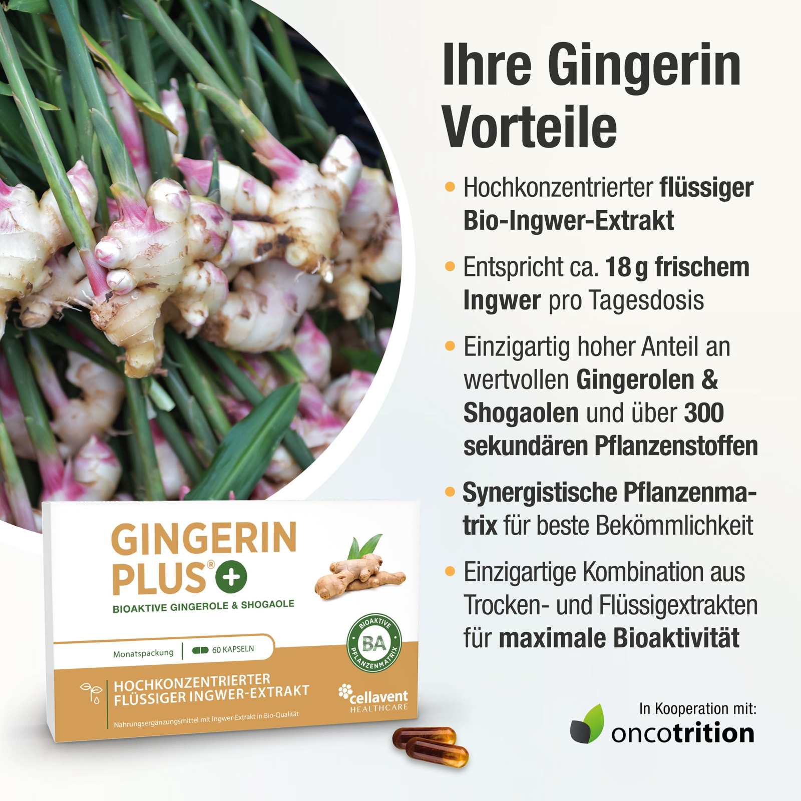 Bioaktiver Ingwer - Extrakt - Gingerin PLUS - Cellavent Healthcare