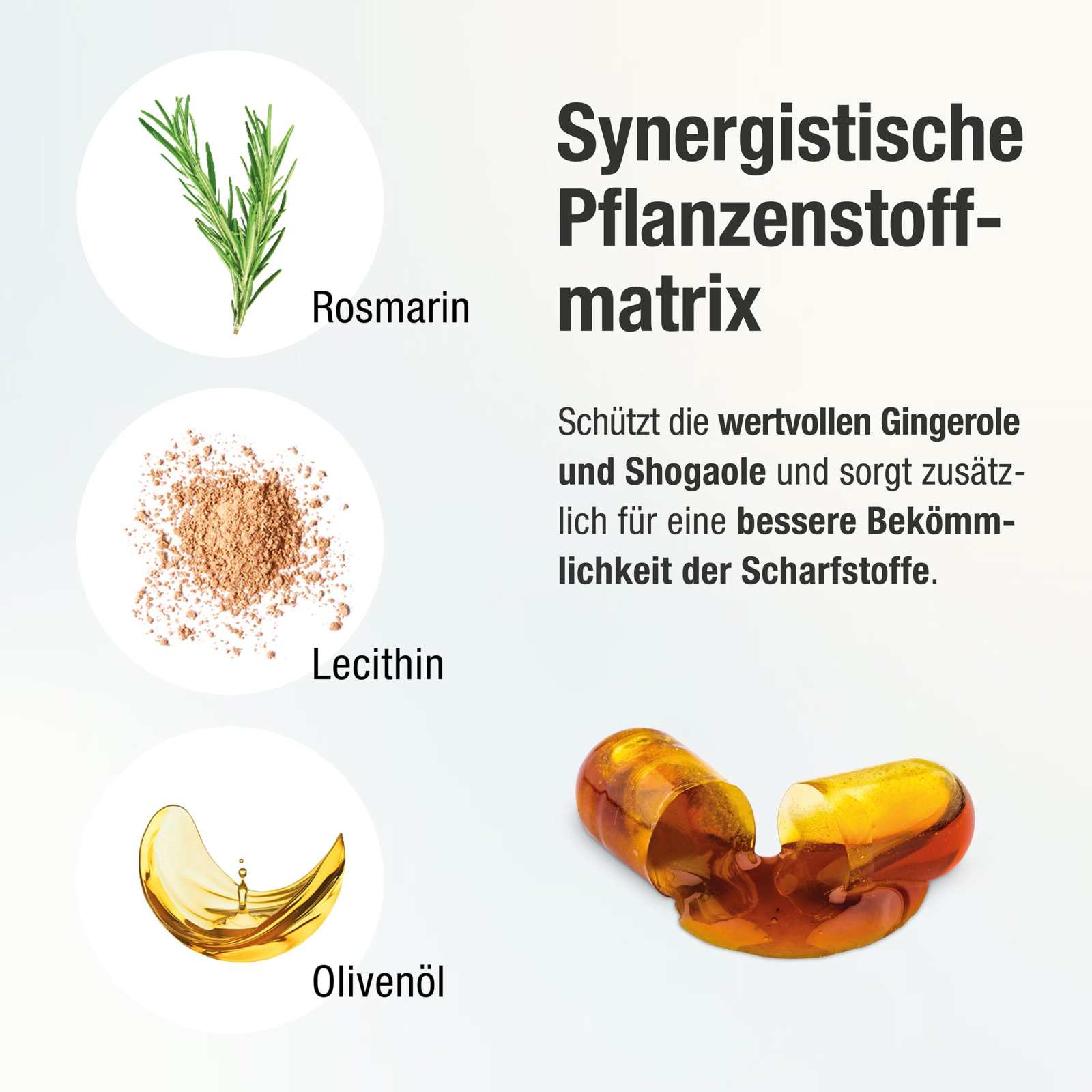 Bioaktiver Ingwer - Extrakt - Gingerin PLUS - Cellavent Healthcare