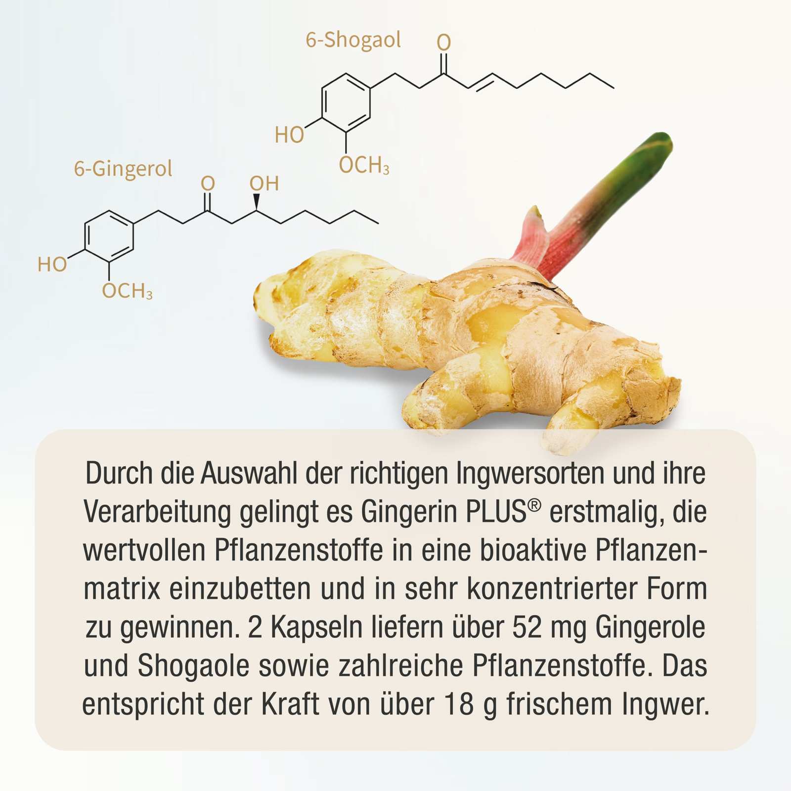 Bioaktiver Ingwer - Extrakt - Gingerin PLUS - Cellavent Healthcare