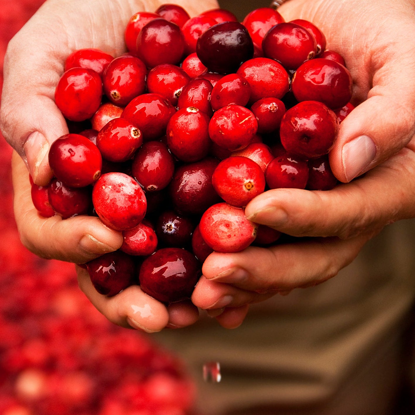 Eine Hand voll Cranberries