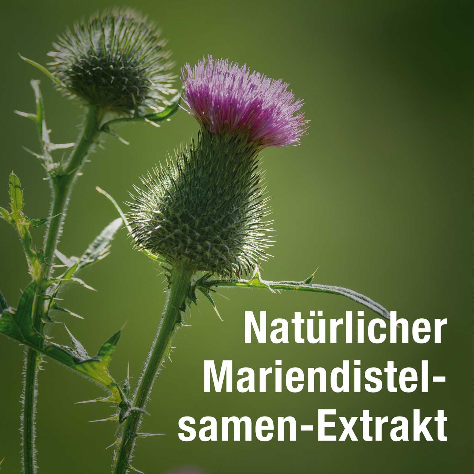 Leberkur Cholin Kapseln - Hepavent PLUS - Cellavent Healthcare