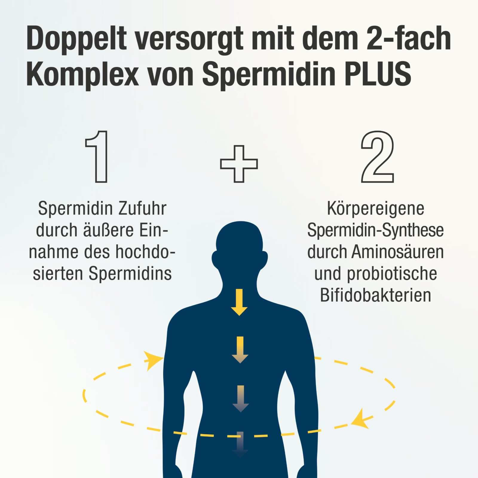 Weizenkeimextrakt - Kapseln mit 2 - fach Komplex - Spermidin PLUS - Cellavent Healthcare