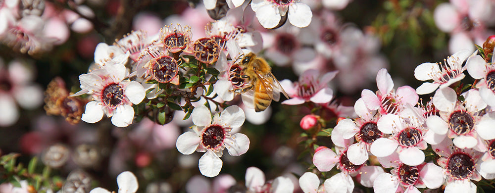 Rosa Blüten der Manuka-Pflanze mit einer Biene.