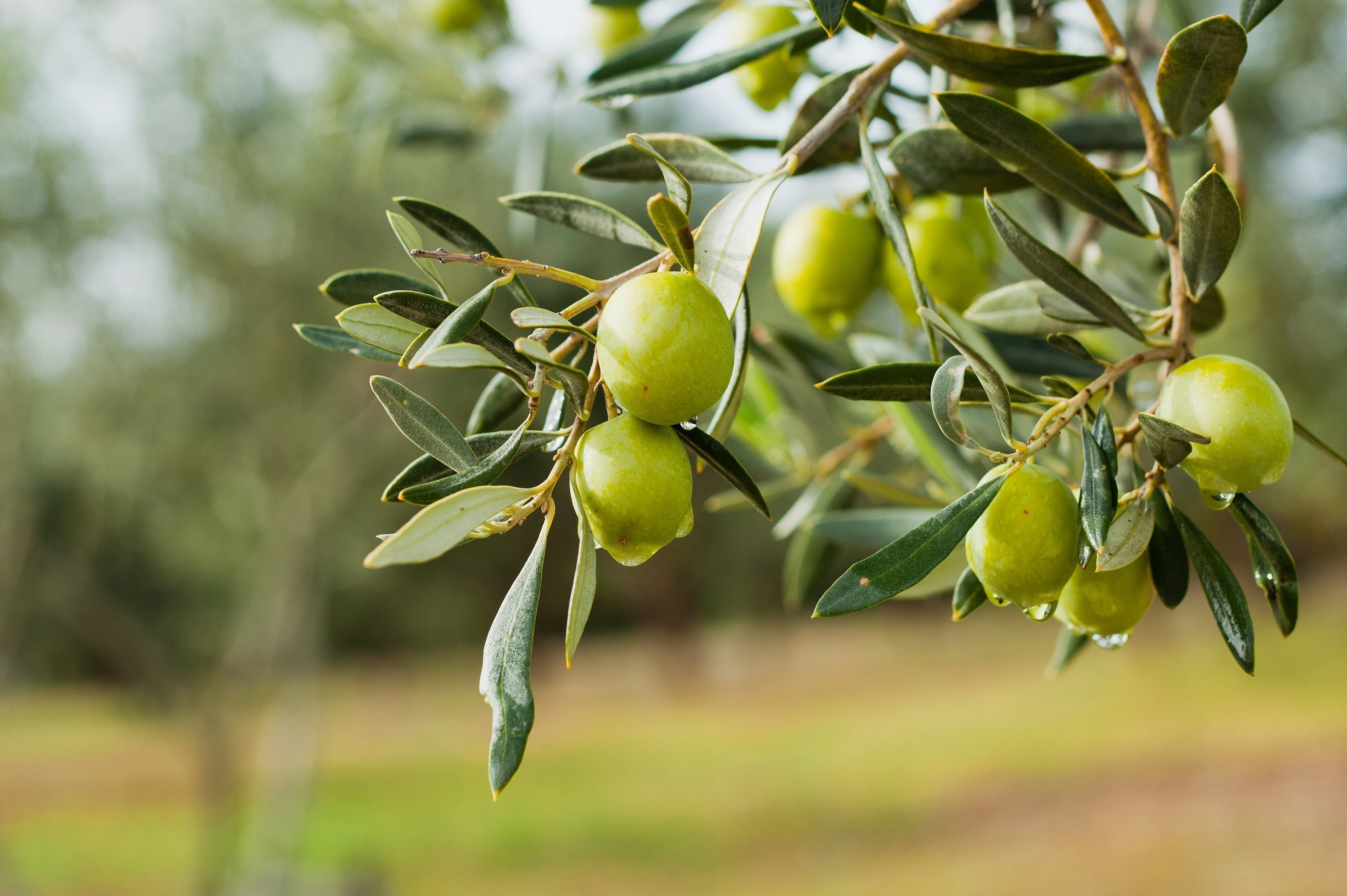 6 Gründe, warum Polyphenol-reiches Olivenöl mehr als nur ein Superfood ist - Cellavent Healthcare
