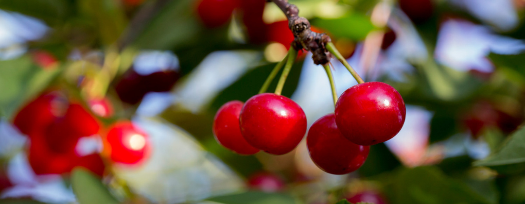 Summertime is cherry time - The healthy power of the Montmorency sour cherry