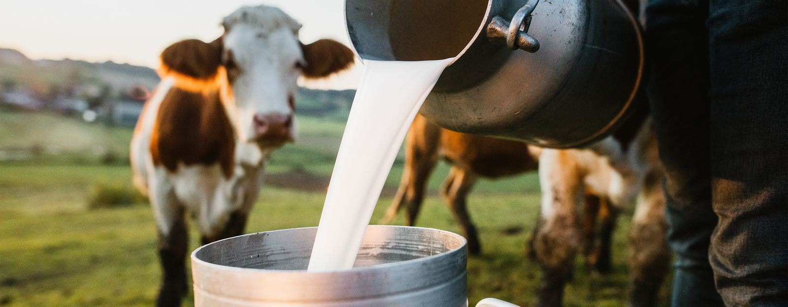 Warum kann ich keine Milch vertragen? Einführung in Laktoseintoleranz