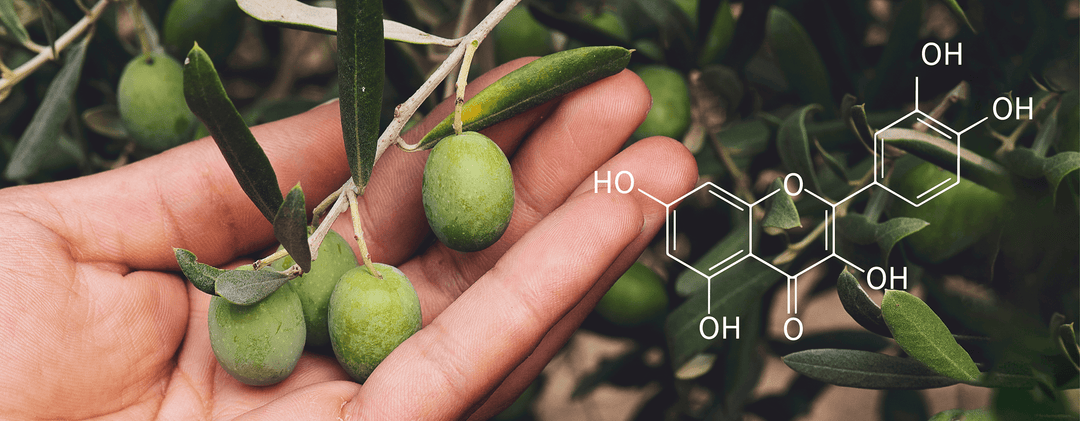 Polyphenols – Why are they healthy?