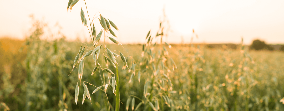 What are the health benefits of green oats?