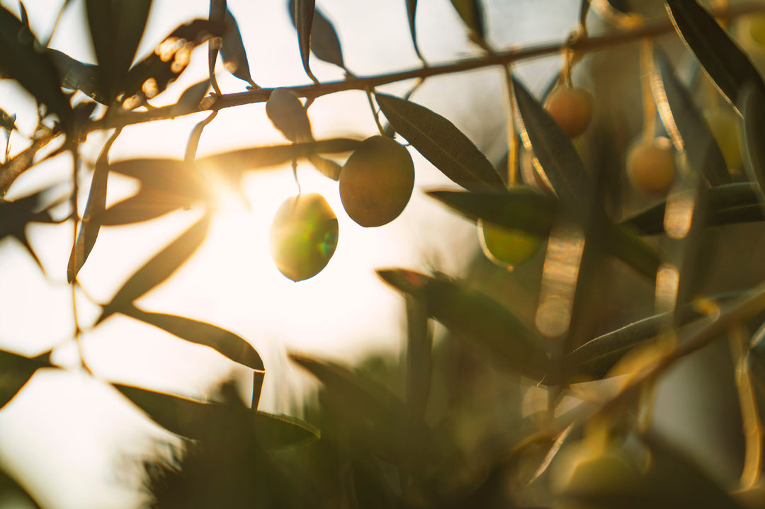 Polyphenole im Olivenöl: Ihre Rolle für Gesundheit und Oxidationsschutz