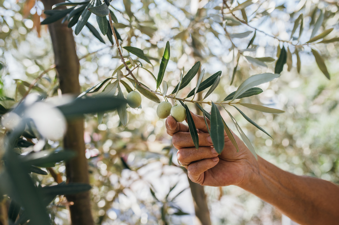 6 Tips for Buying High-Quality Olive Oil – How to Recognize Quality 