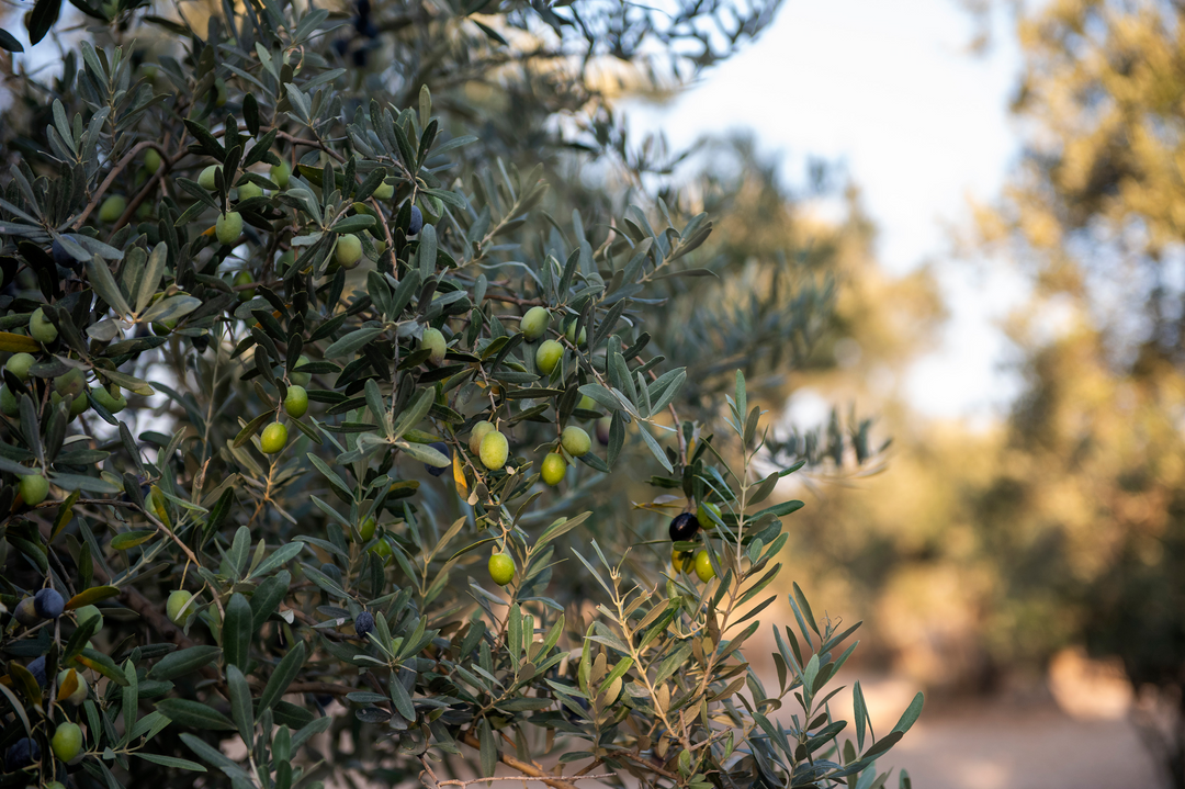 7 Reasons Why Olive Oil is Essential for the Mediterranean Diet 