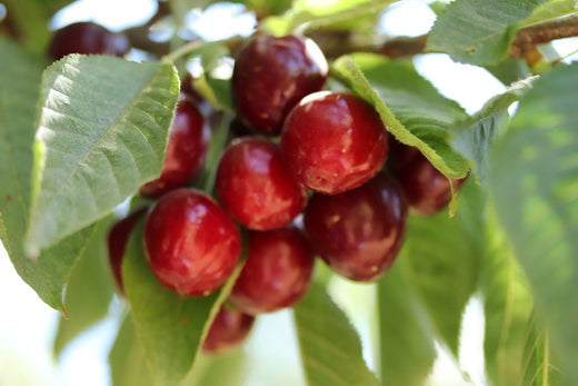 Are there any side effects from eating sour cherries?