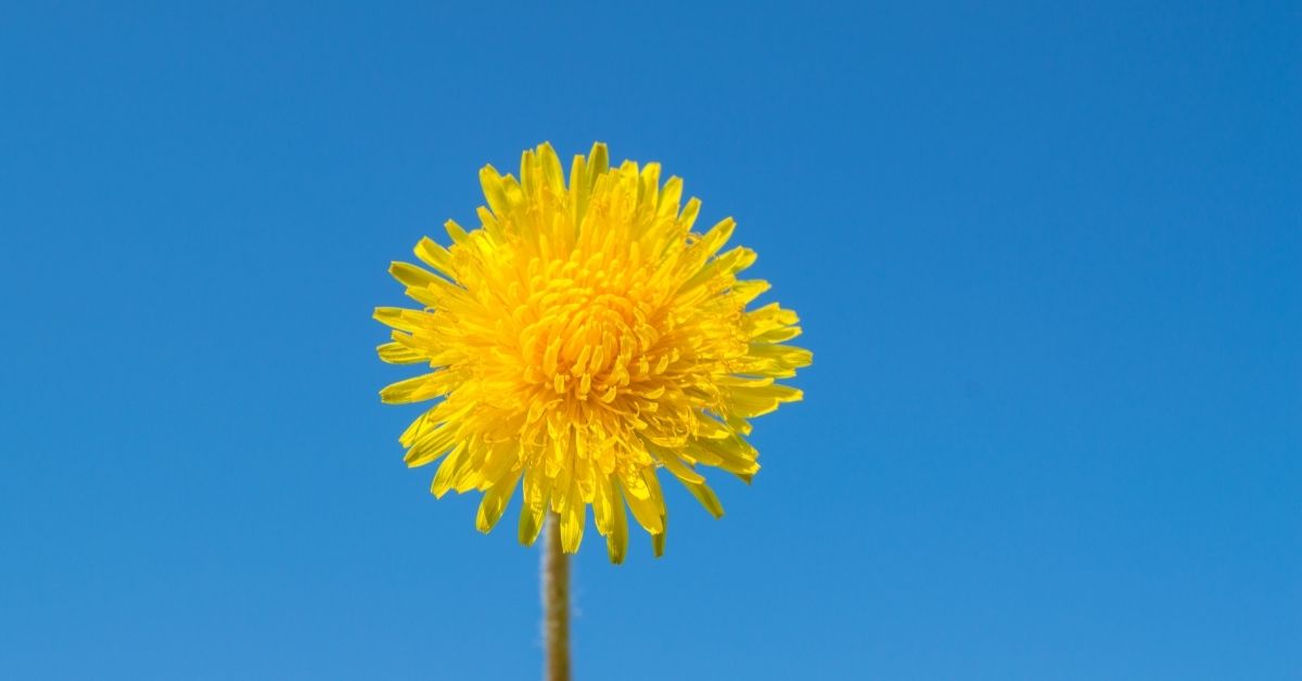 Nahaufnahme einer gelben Löwenzahnblüte vor einem klaren blauen Himmel