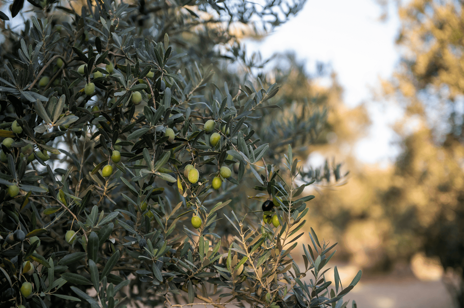 Polyphenole im Olivenöl: 6 gesundheitliche Vorteile, die Sie kennen sollten - Cellavent Healthcare