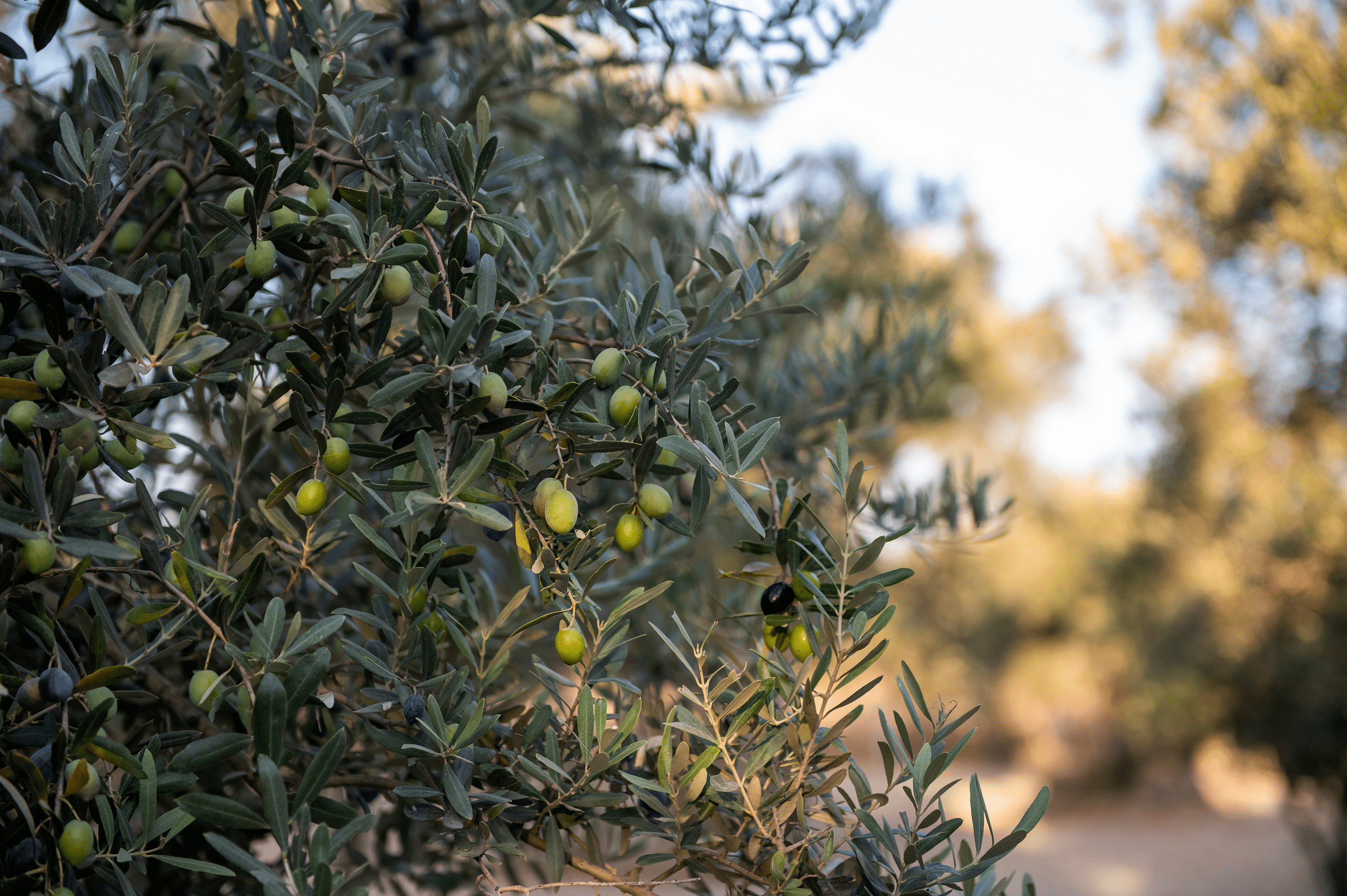 Polyphenole im Olivenöl: 6 gesundheitliche Vorteile, die Sie kennen sollten - Cellavent Healthcare