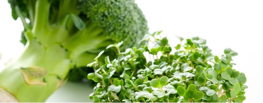 Warum ist Brokkoli so gesund? (Besondere Zubereitungsmethode) - Cellavent Healthcare