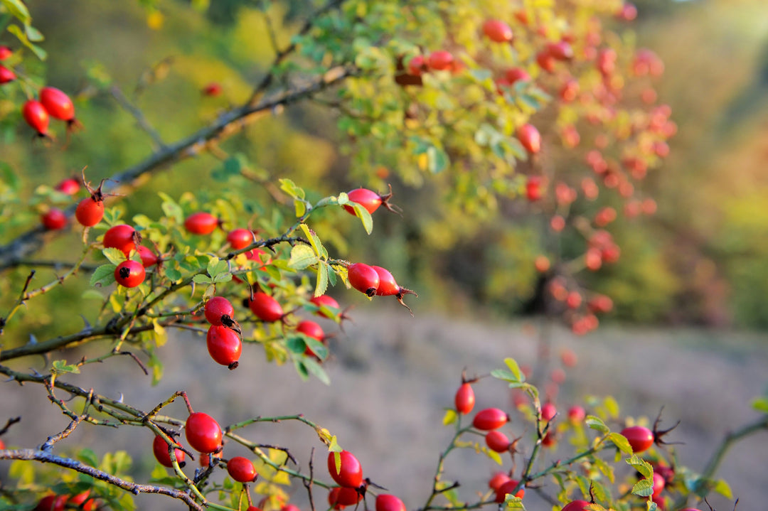 Rose hips – the red power fruit for health and enjoyment