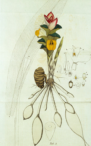 Diese Pflanze sieht man im Buch „Indian Medicinal Plants and Drugs“ (1815) verfasst von John Fleming.
