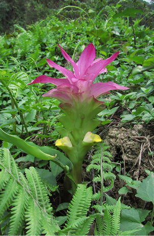 Im indischen Distrikt West Kameng wurde dieses Bild aufgenommen und zeigt die Curcuma aromatica in einem offenen Wildgewächs-Feld.
