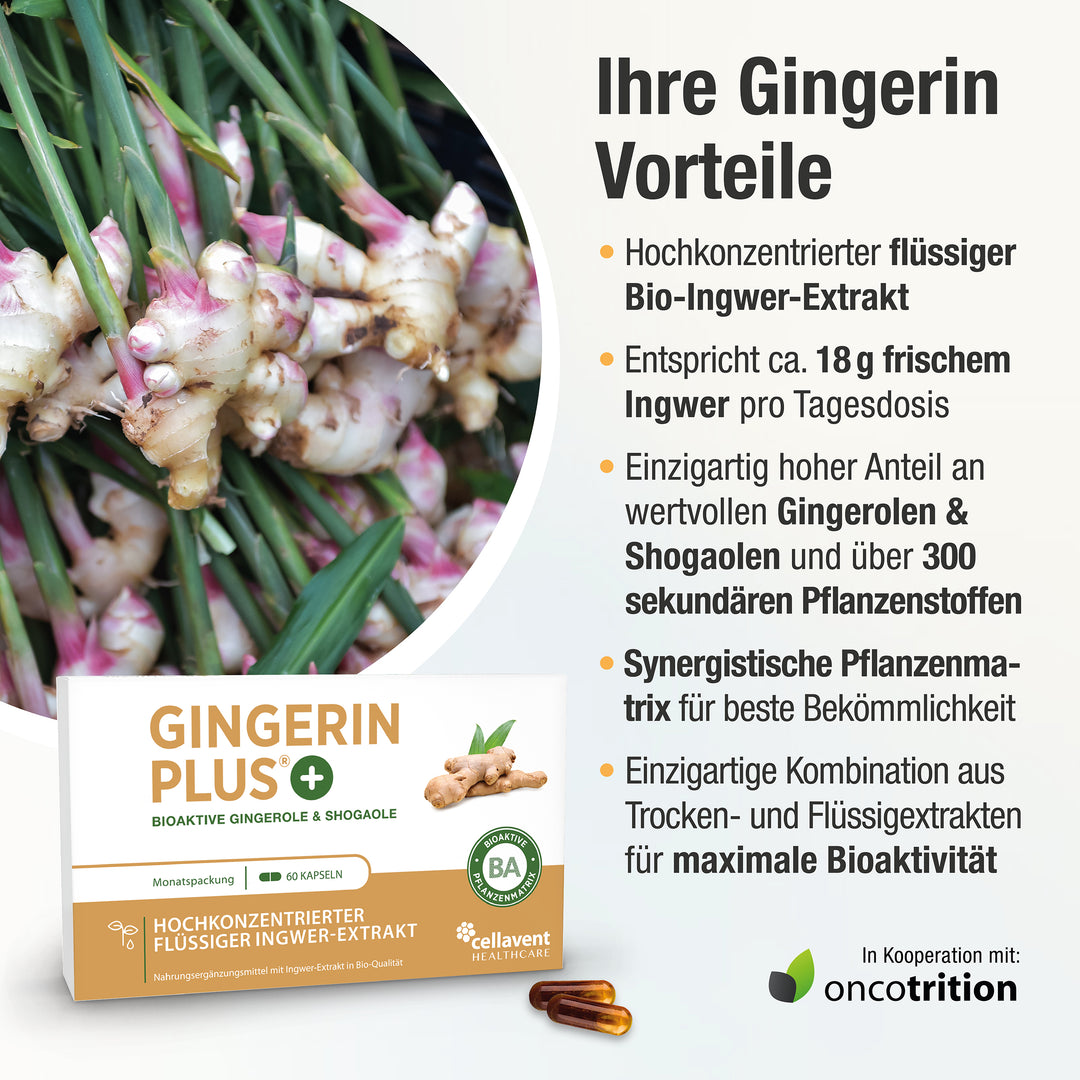 Ihre Gingerin Vorteile - Aufzählung von 5 Vorteilen von Gingerin PLUS, links unten eine Gingerin PLUS Verpackung mit Kapseln und Oncotrition-Siegel.